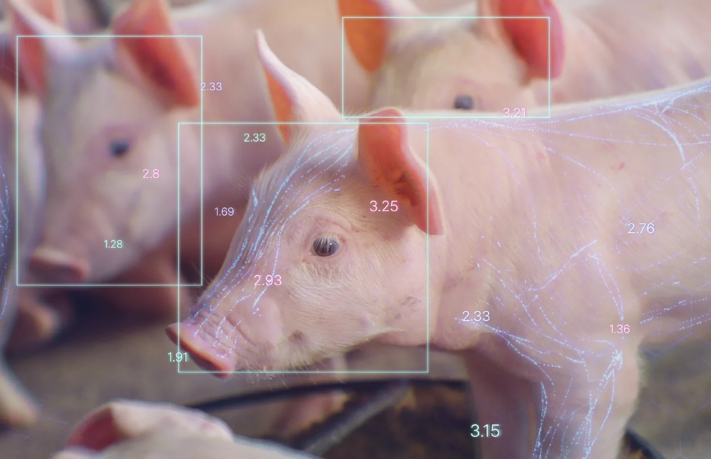 Pig management using edgefarm AI video analysis