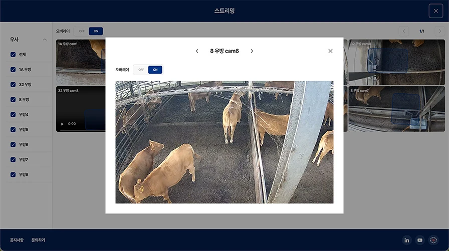 Cattle monitoring